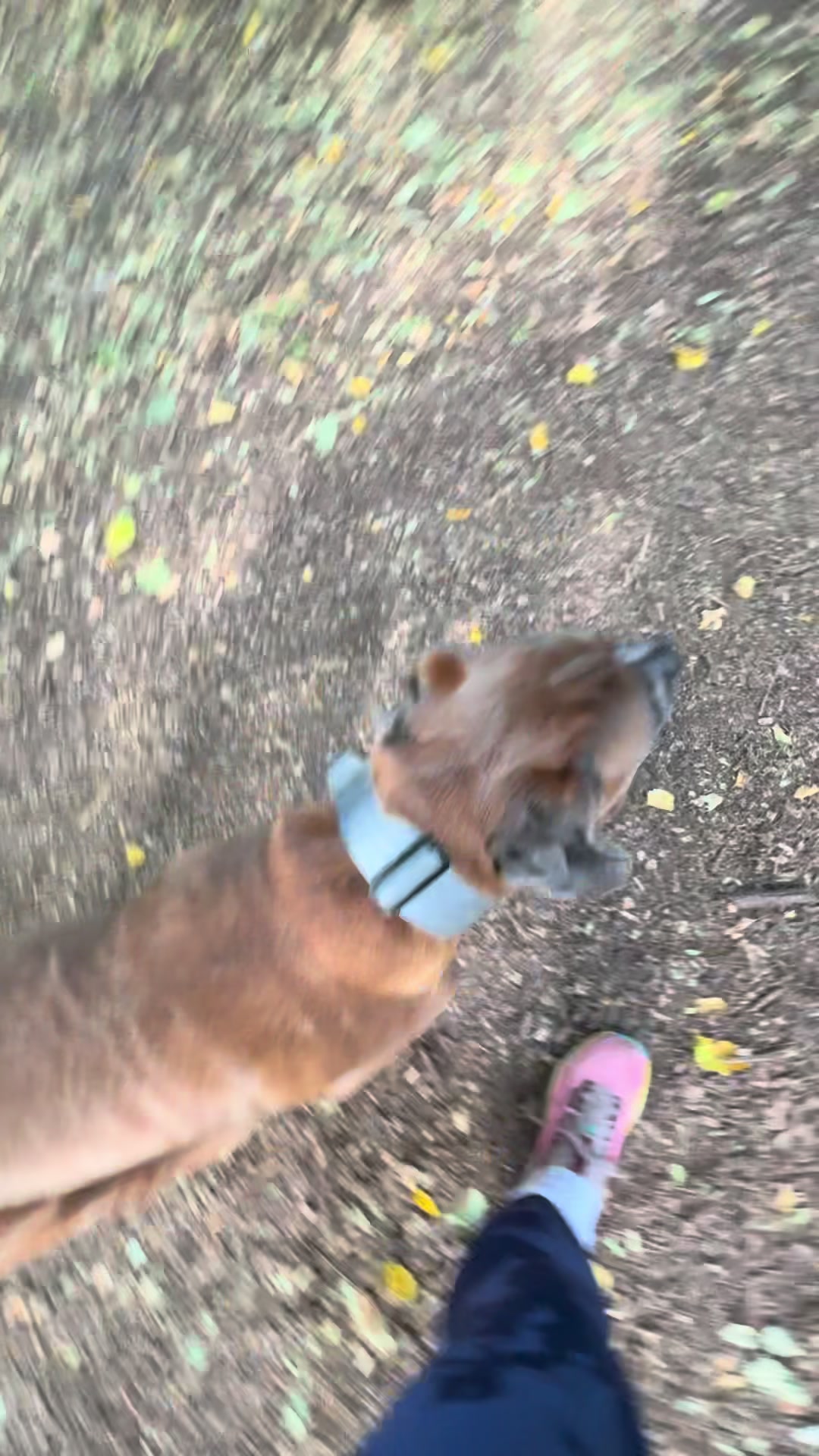 @Chicocanecorso