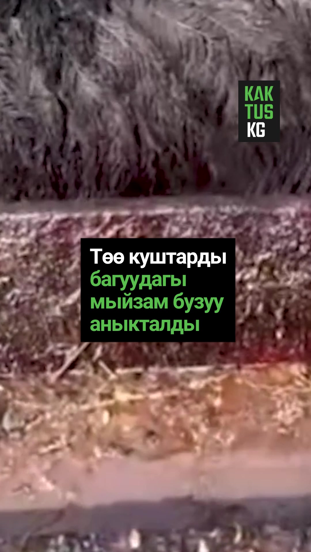 @Kaktus KG