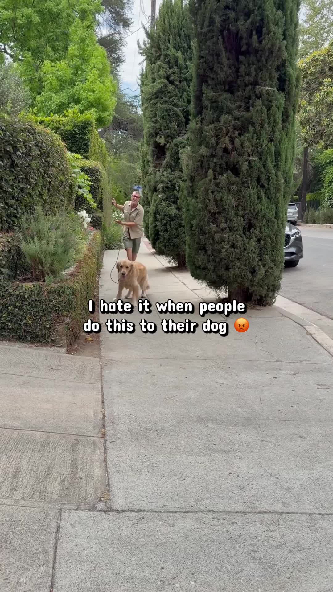 @Joyride Dogs