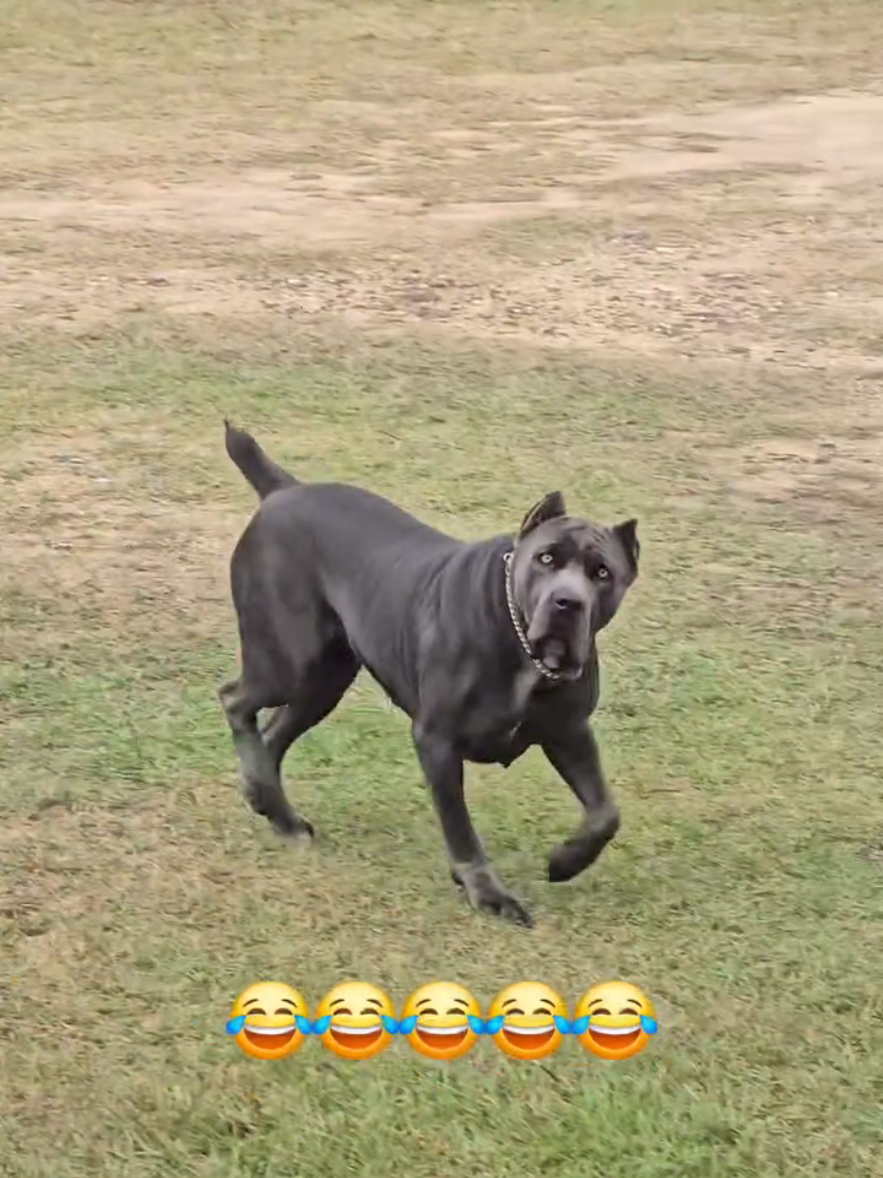 @Brandon and Blue Kennels LLC