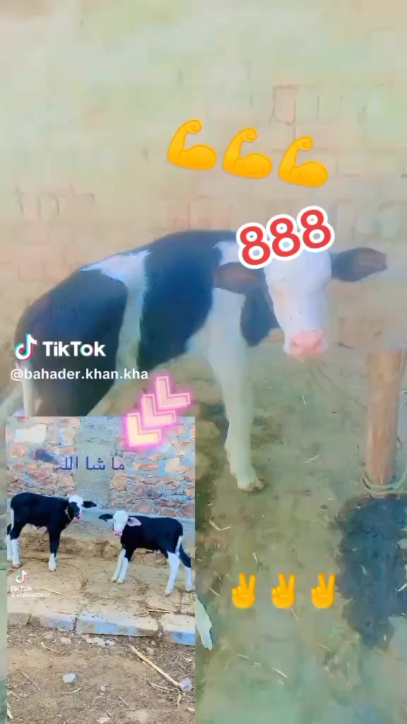 @Umarjan