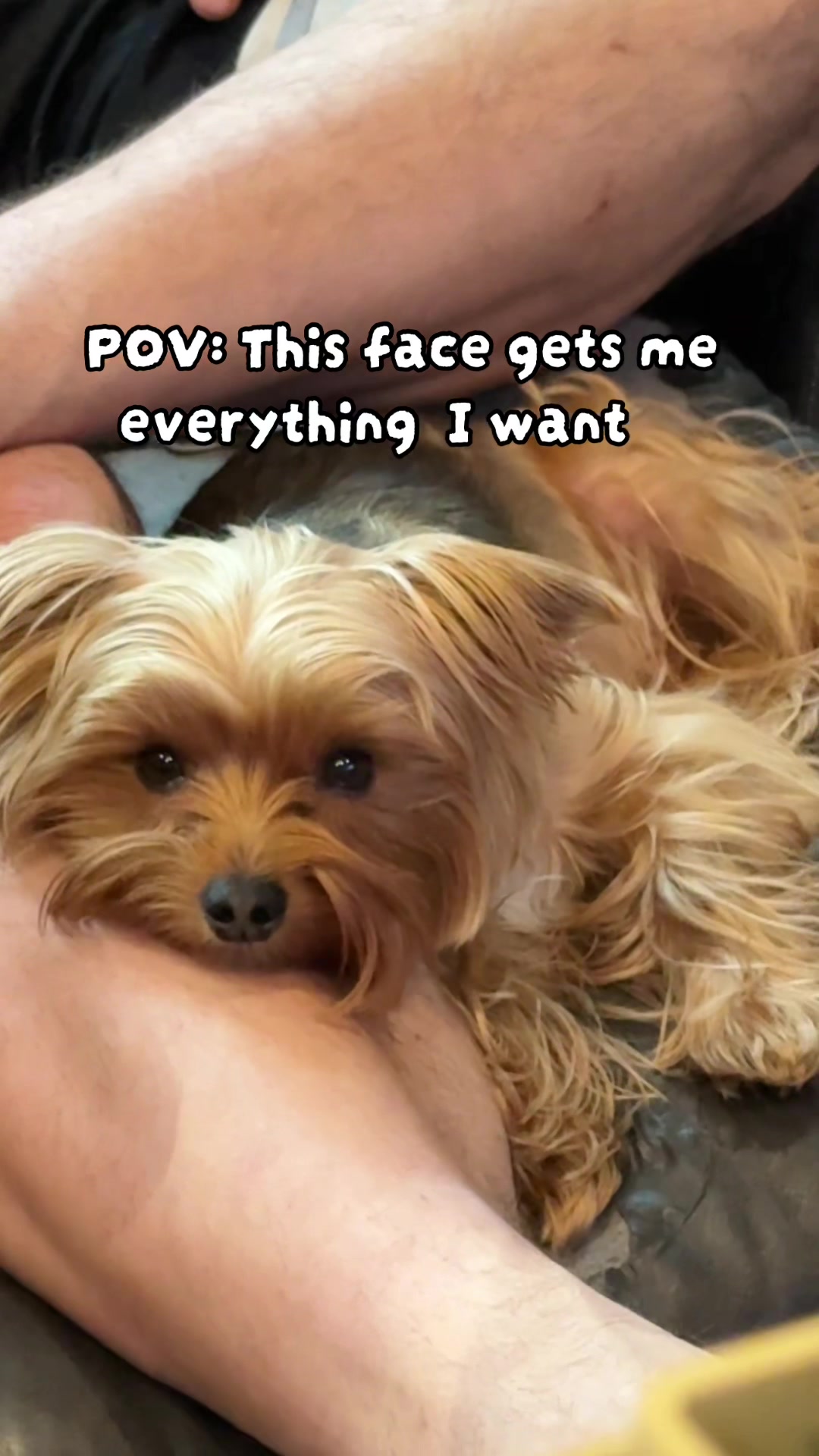 @newyorkiebymilo