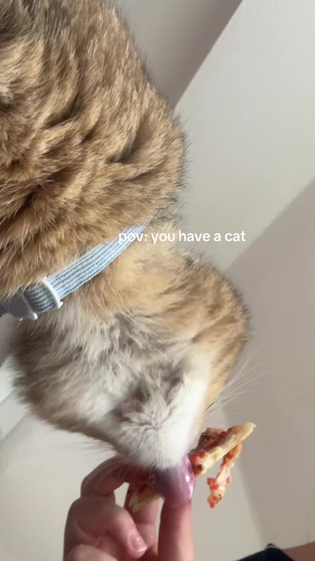 @alonka
