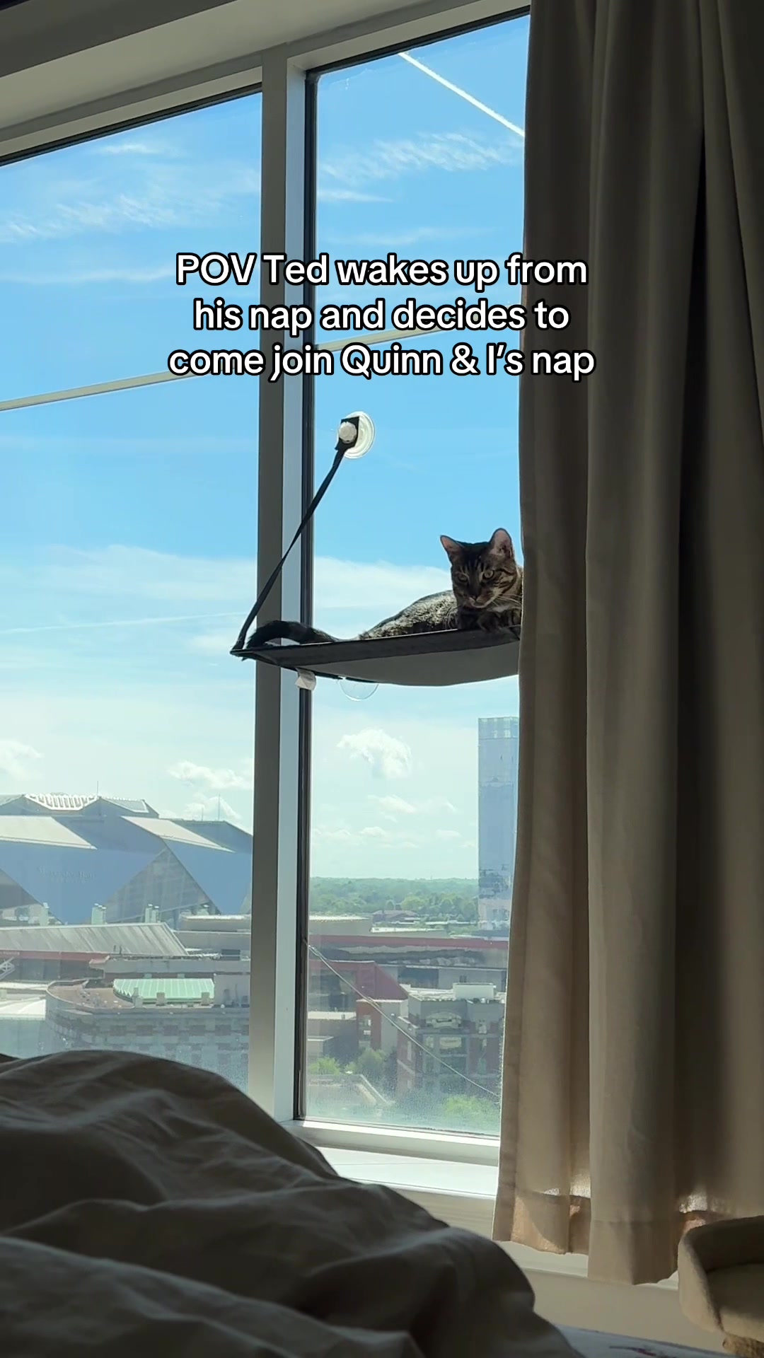 @Quinn The Calico