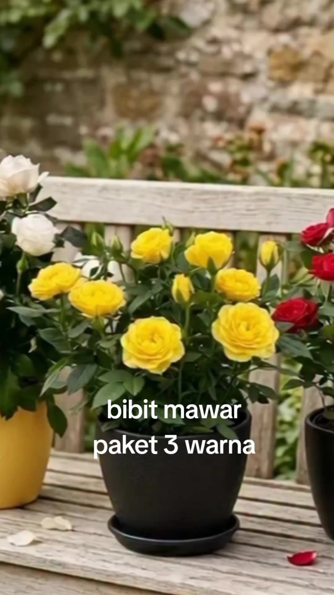 @NUNUNG INSANI