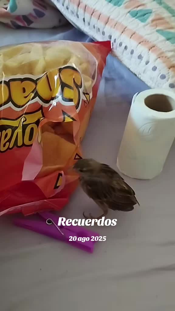 @Sra.Gato