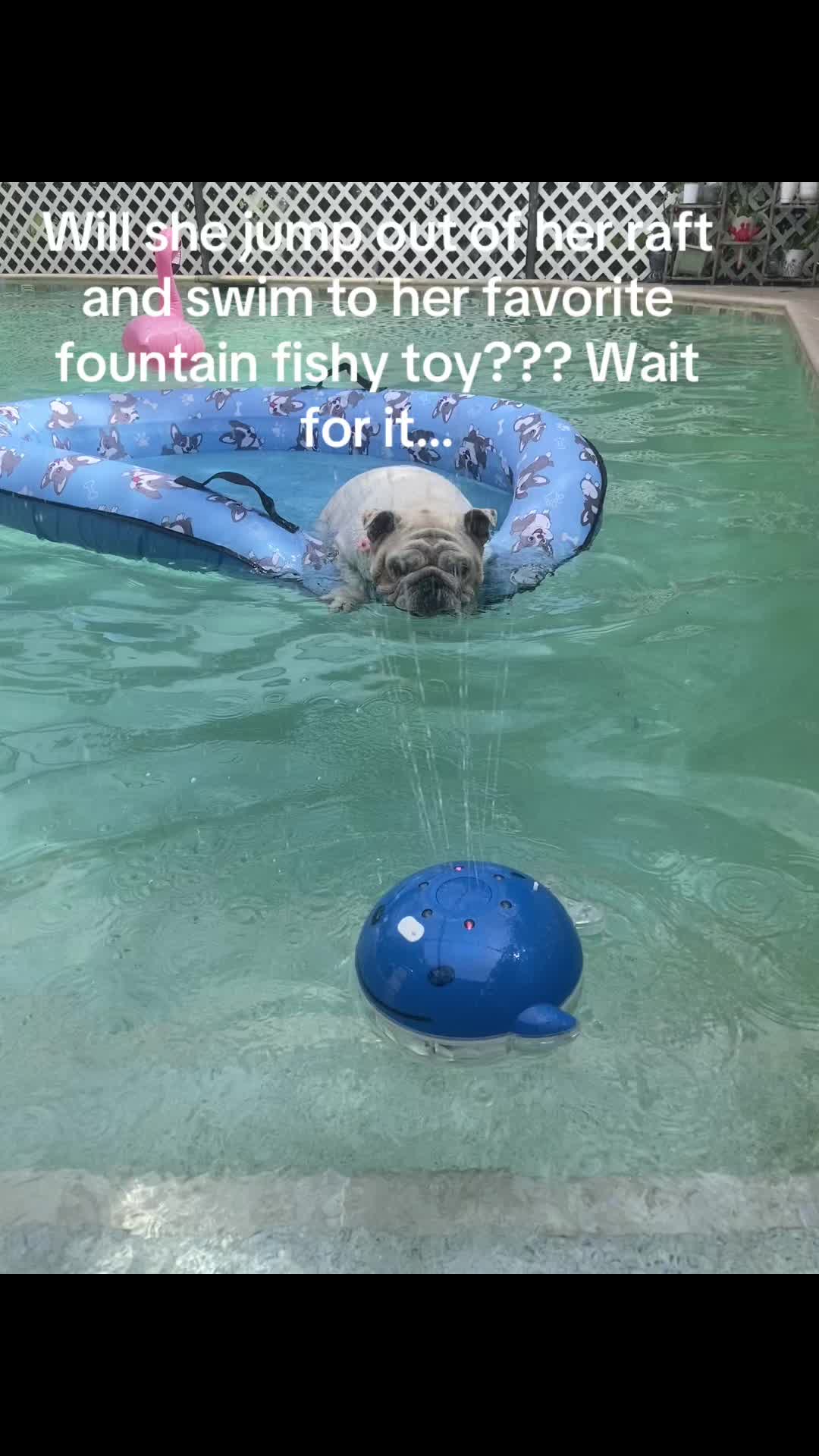 @itty_bitty_Brittany