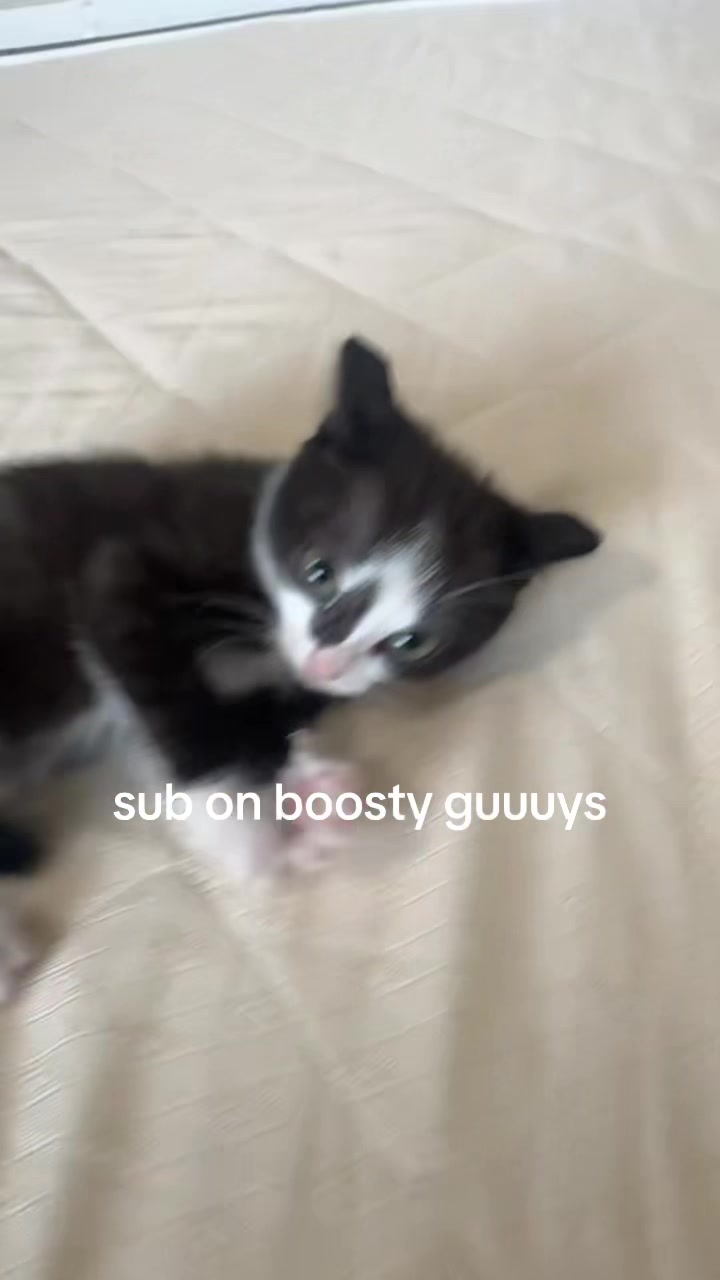 @Lilo the kitty