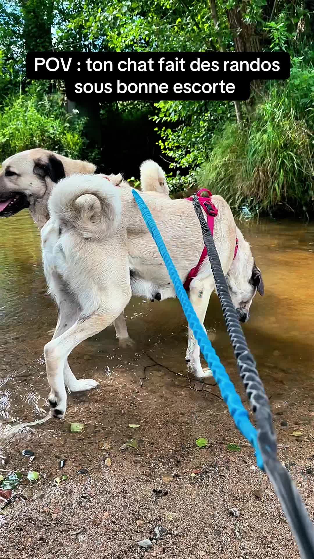 @Purekangal