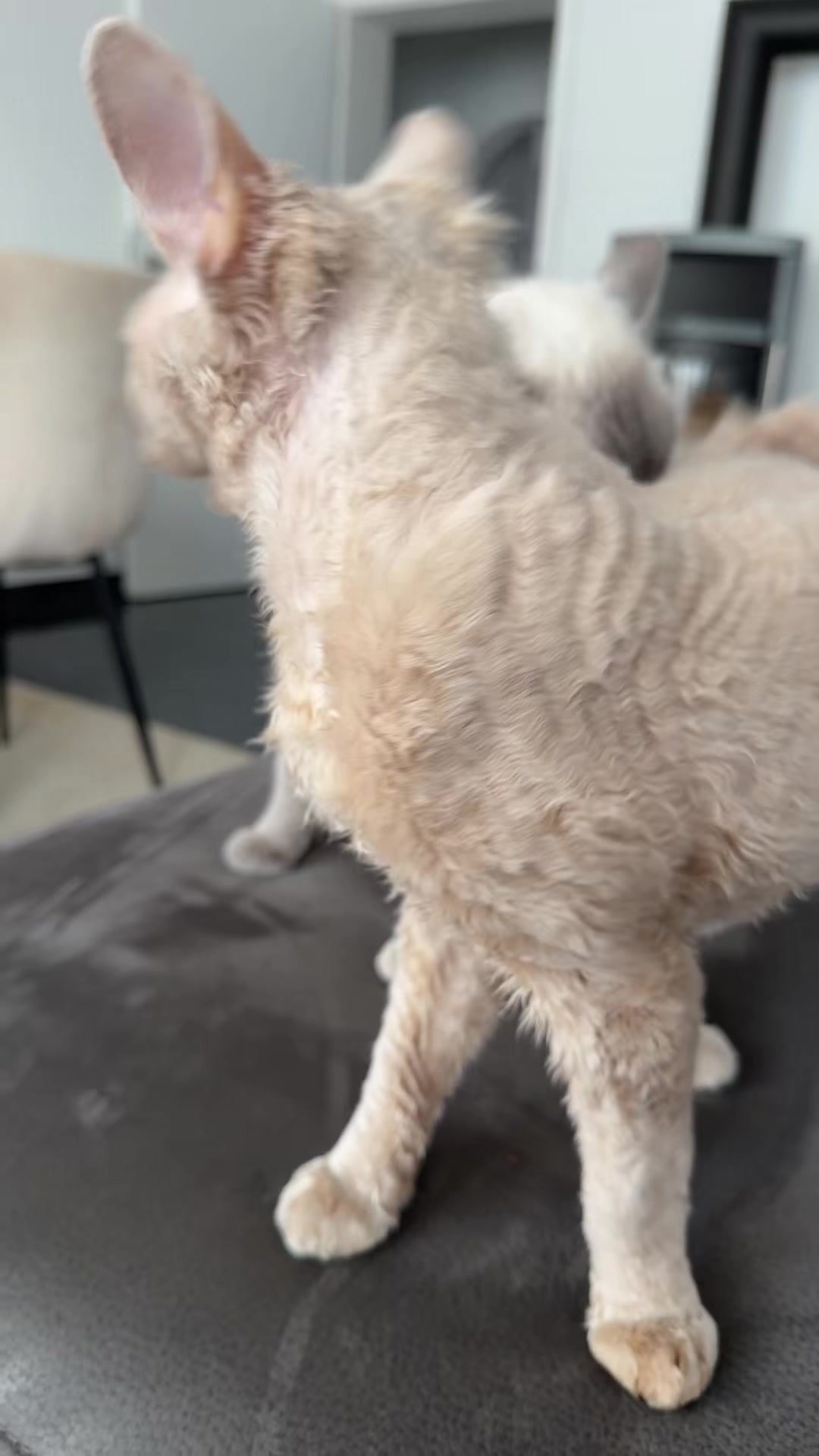 @TugbasCats