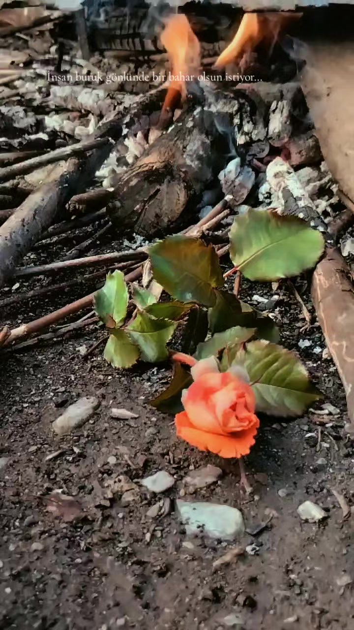 @🖤🌹🕊sbl03🖤🌹🕊