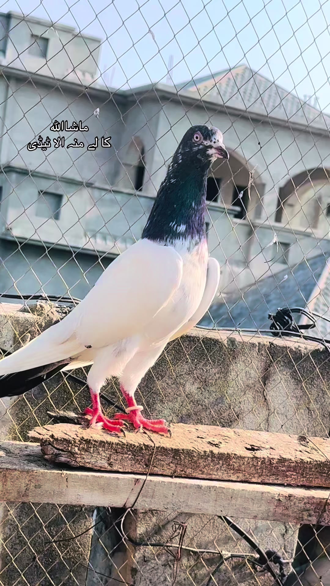 @AJK/✌️مرشد22