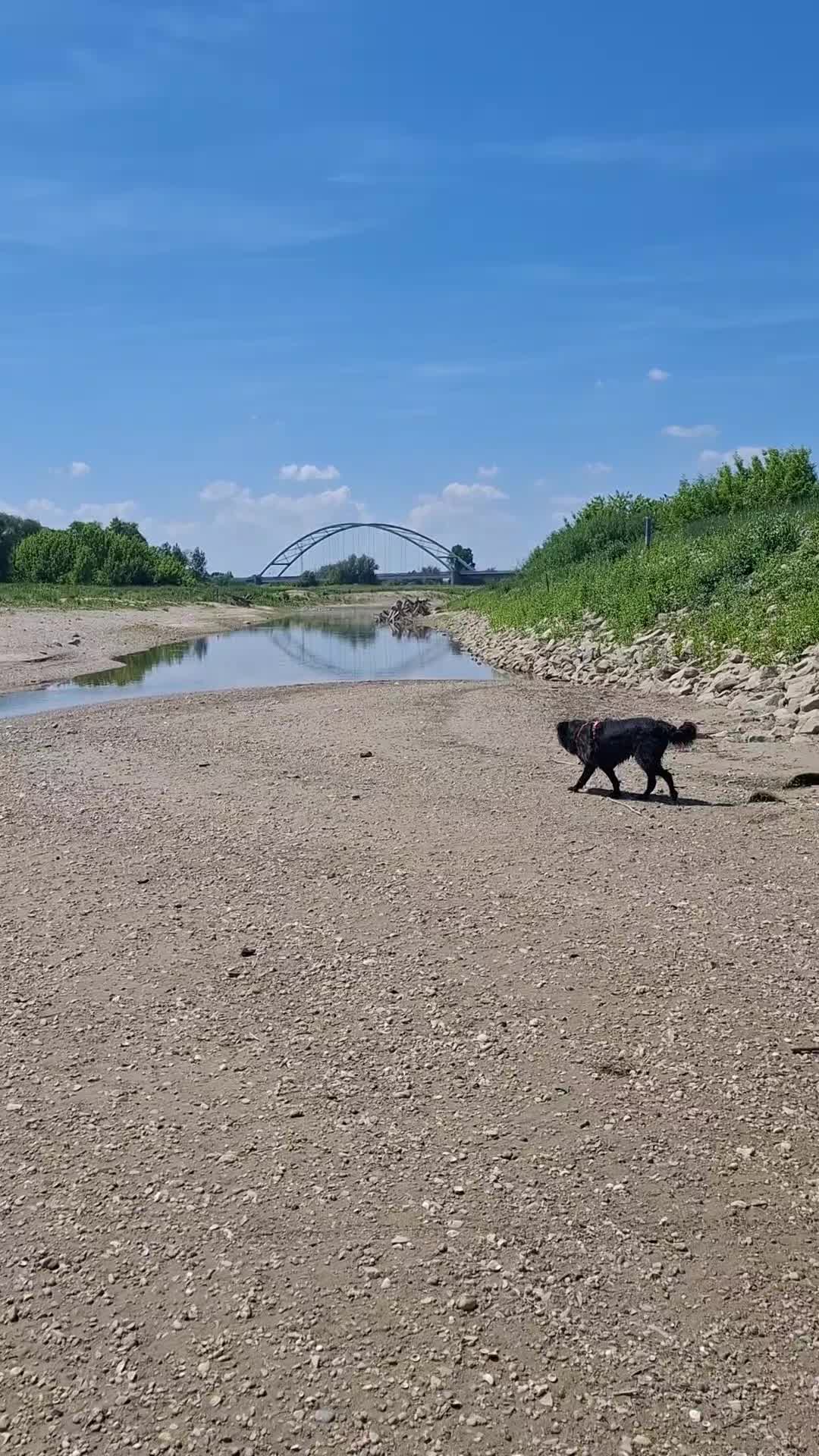 @DOG