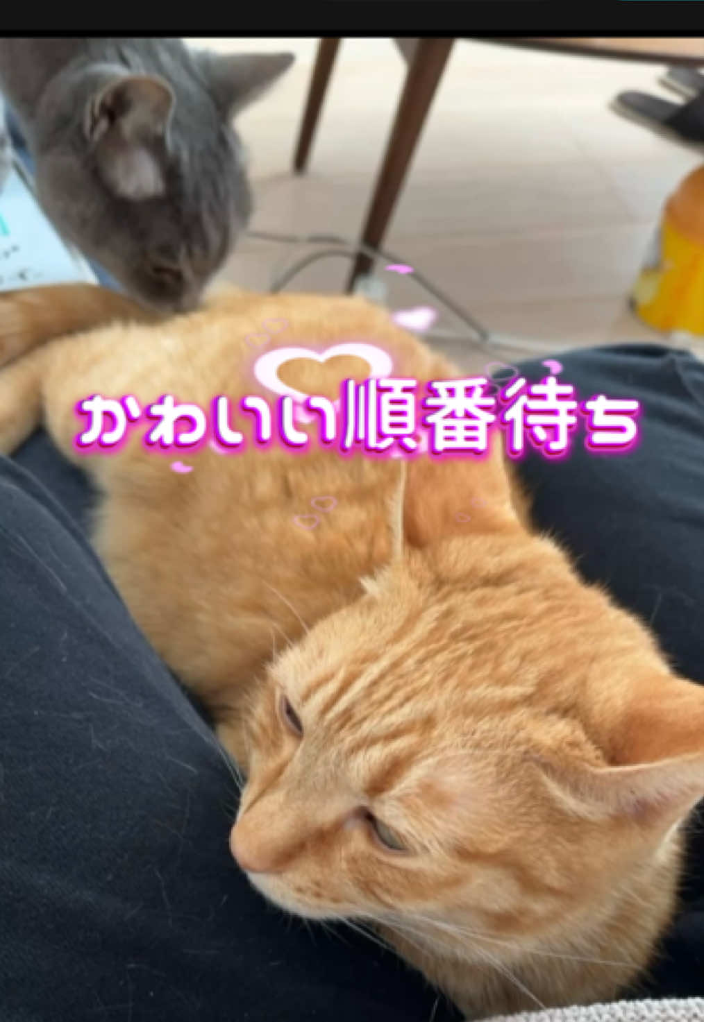 @くろねこ🐈⬛🩶🐈🤍