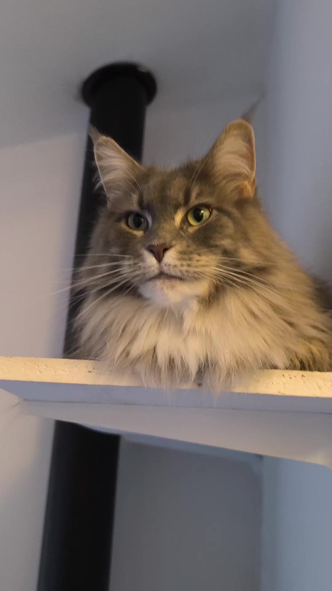 @TiTi.l'amour.des.animaux 🎙️