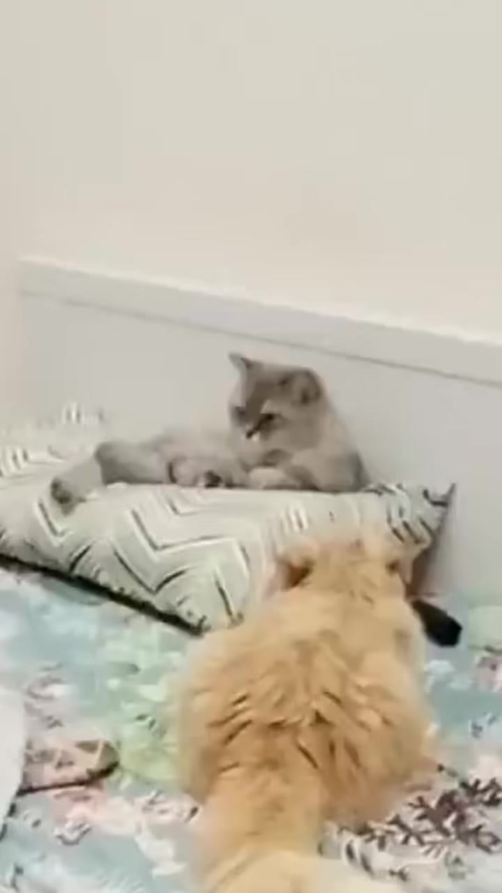 @Mano🐱