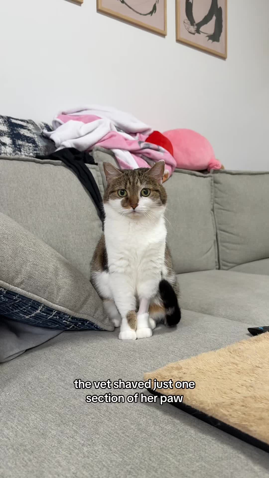 @Suki Purrs