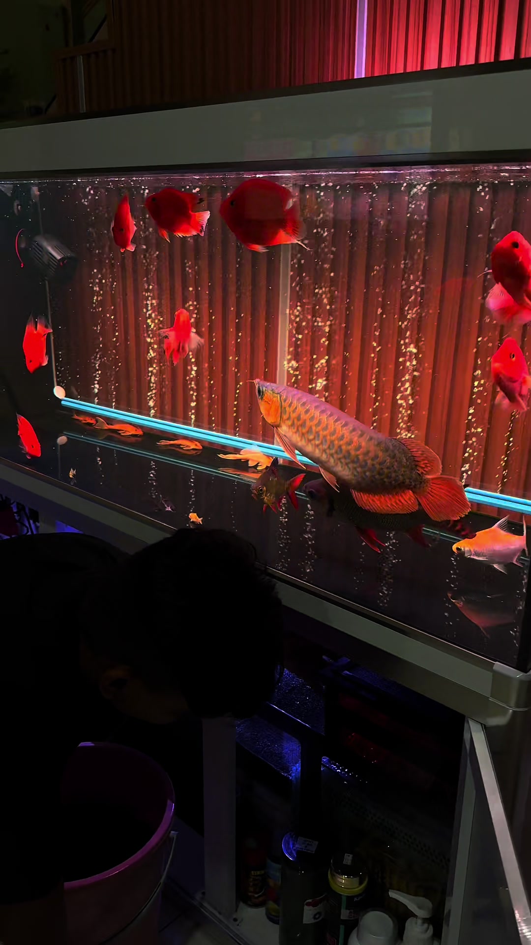 @MK AROWANA SPECIALIST