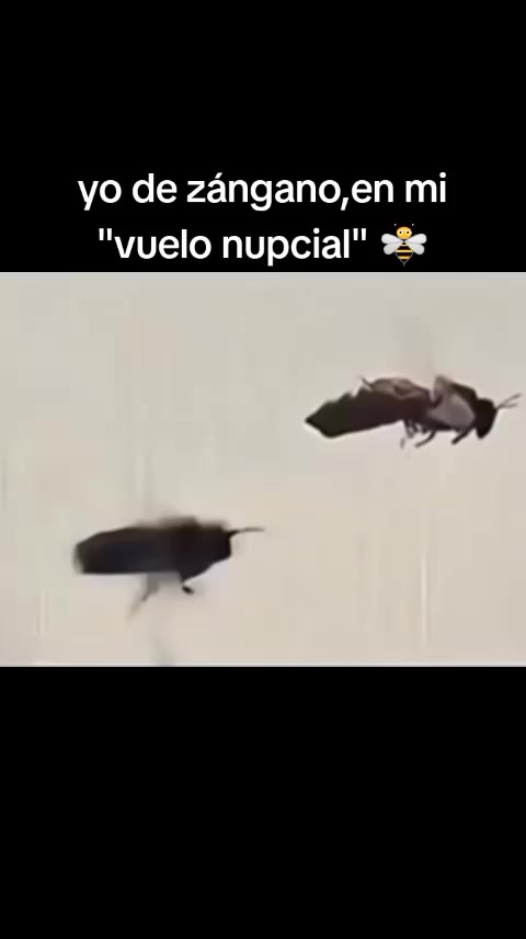 @Chacaloso