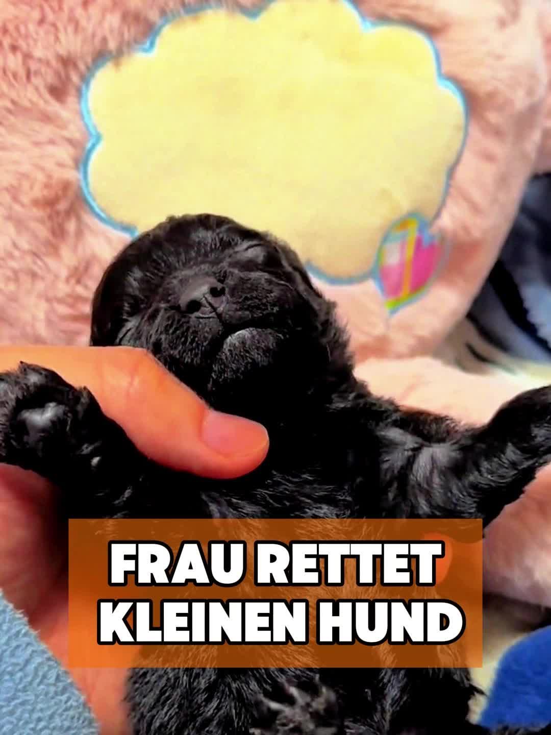 @toto_tier