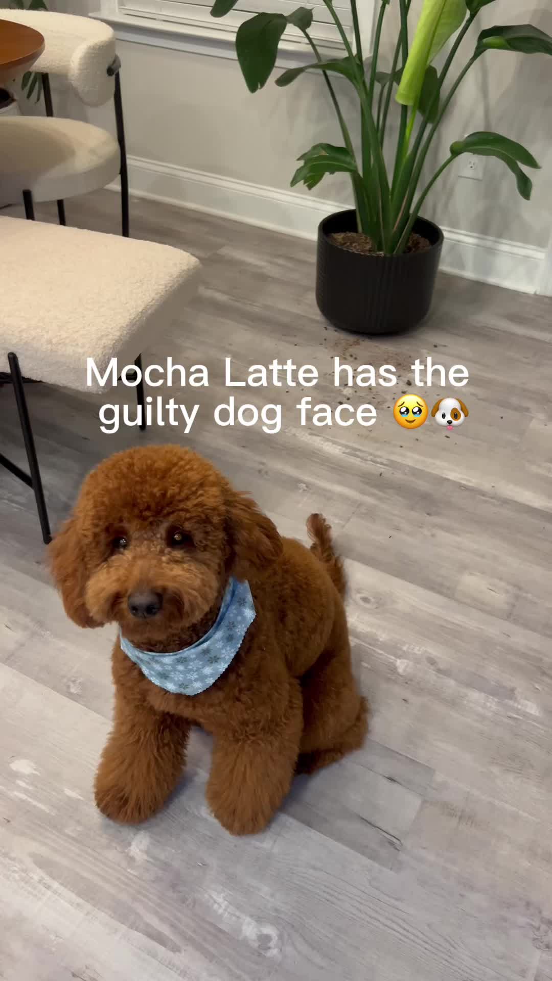 @LA Shay & Mocha Latte ๐ค๐พ