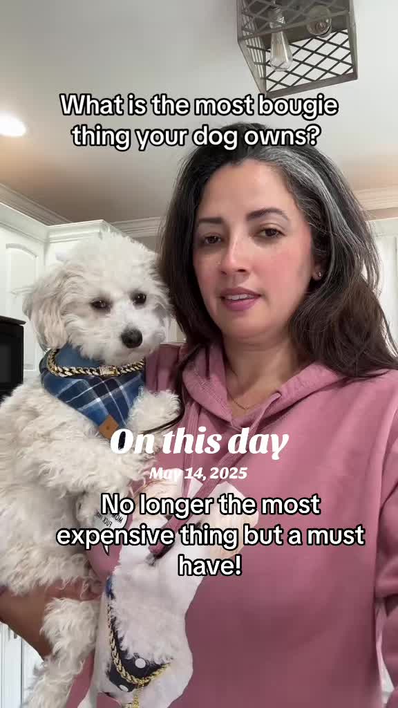@massimo.the.maltipoo