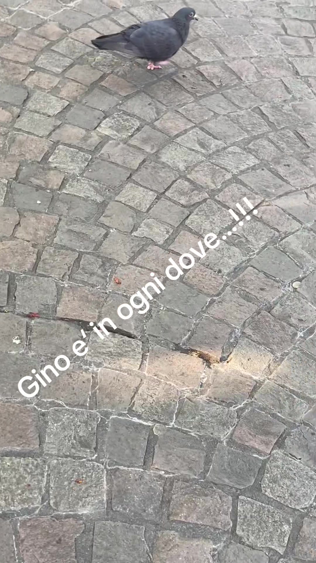 @Andrea Petrillo