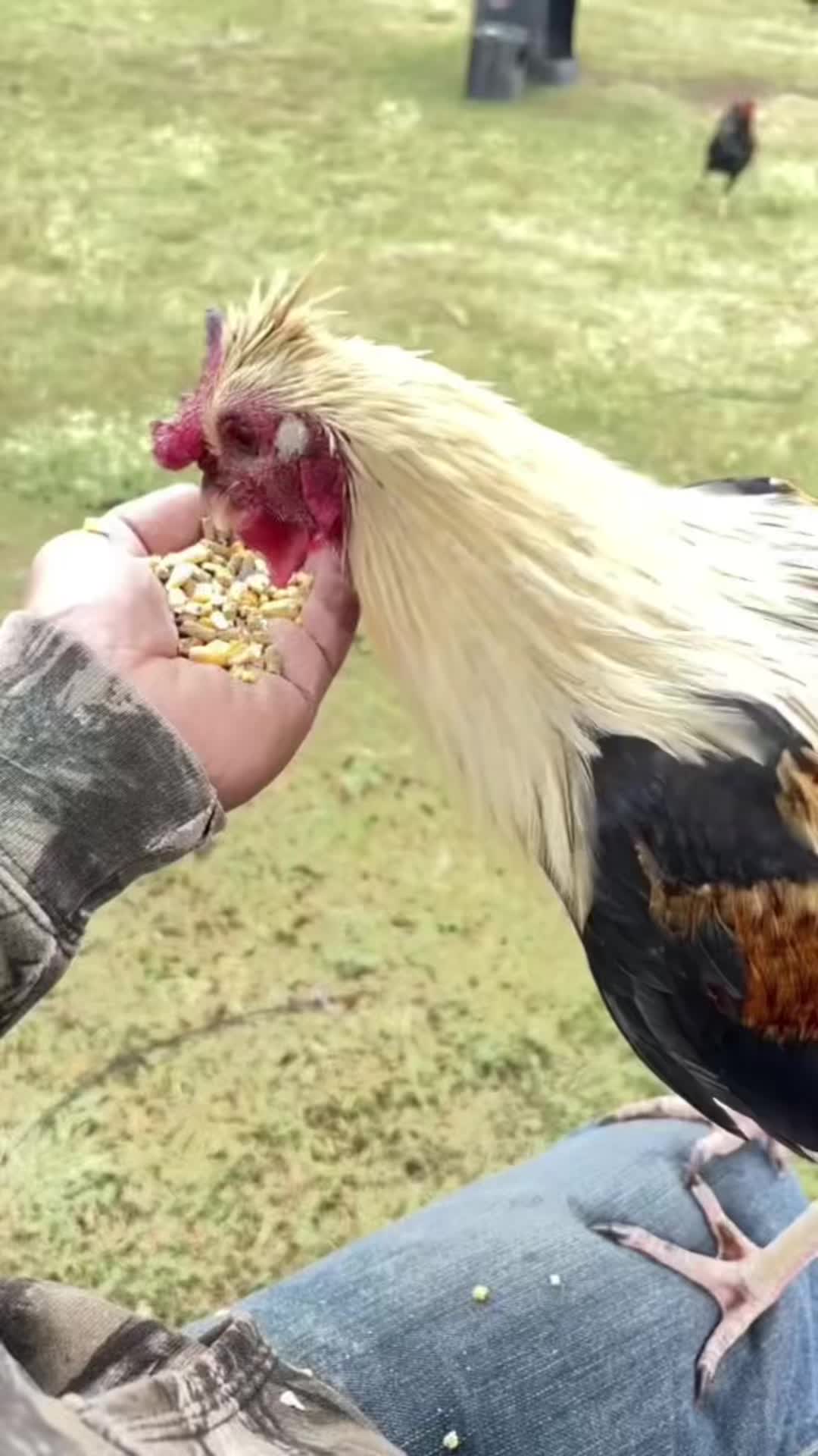 @TOTOKA GAMEFARM