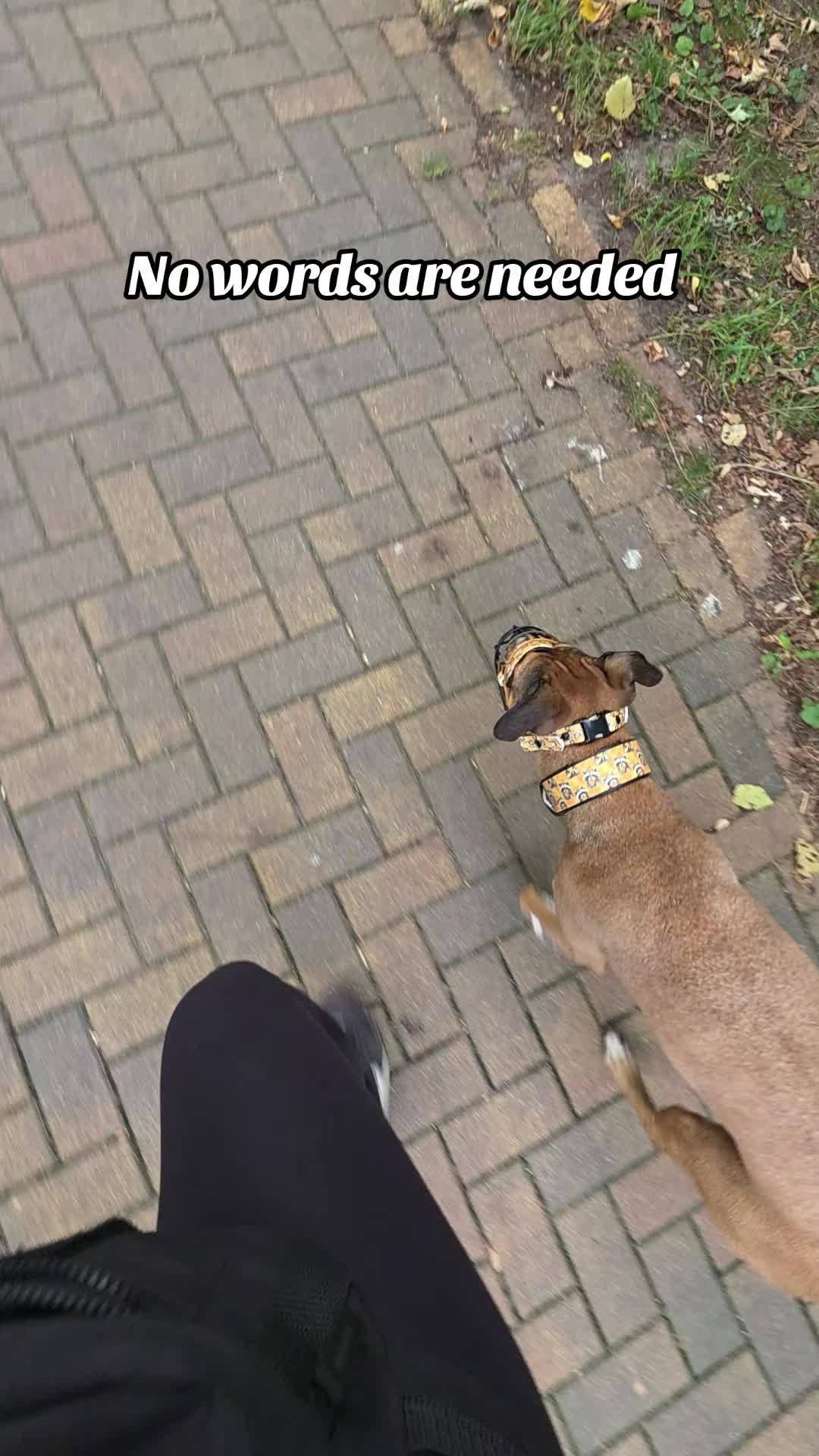 @Staffordshiremix Geschwister🐾