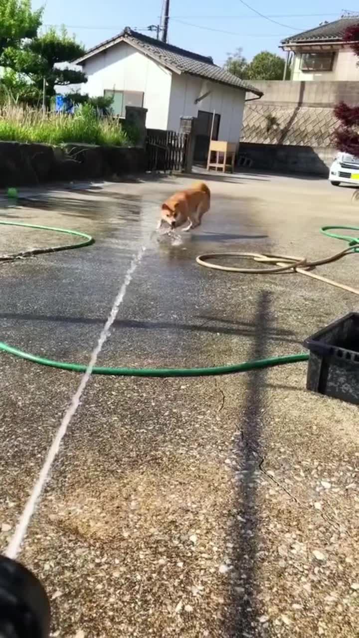 @Funny Cute