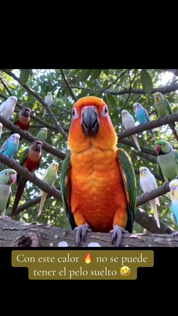 @Mango 🦜La cotorra solar