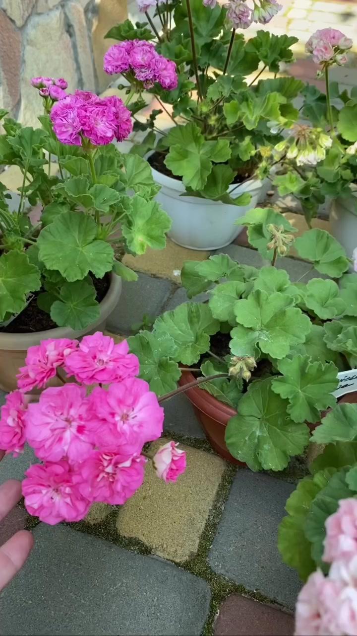 @💧Çiçek dostu 🇹🇷💧