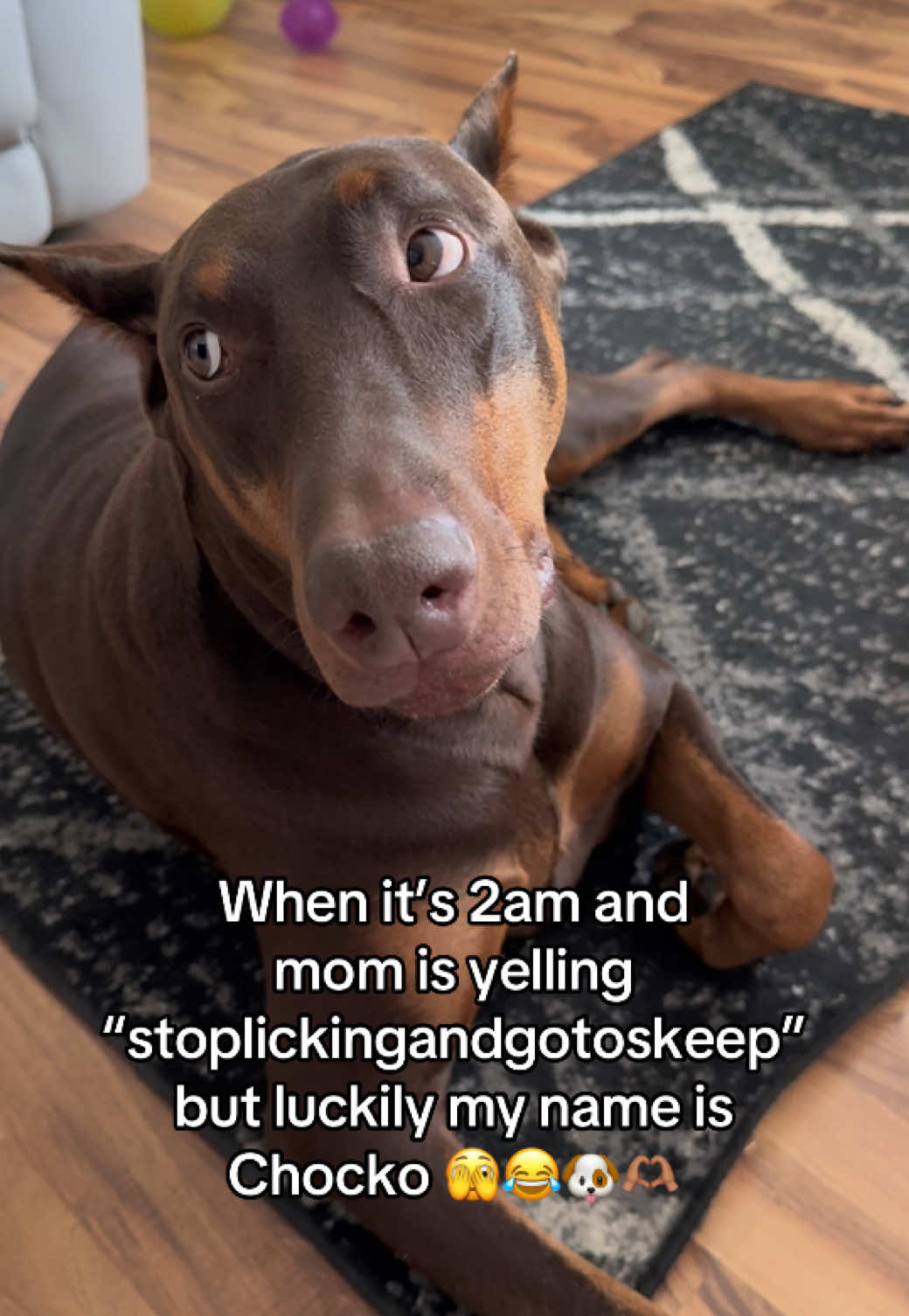 @Chocko The Doberman