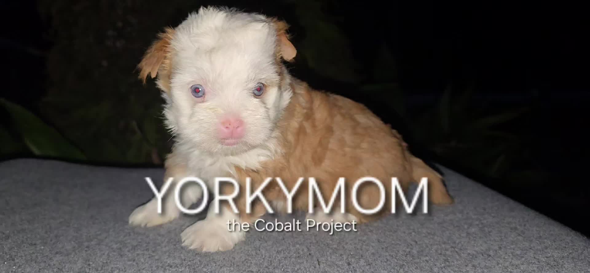 @theYorkymom