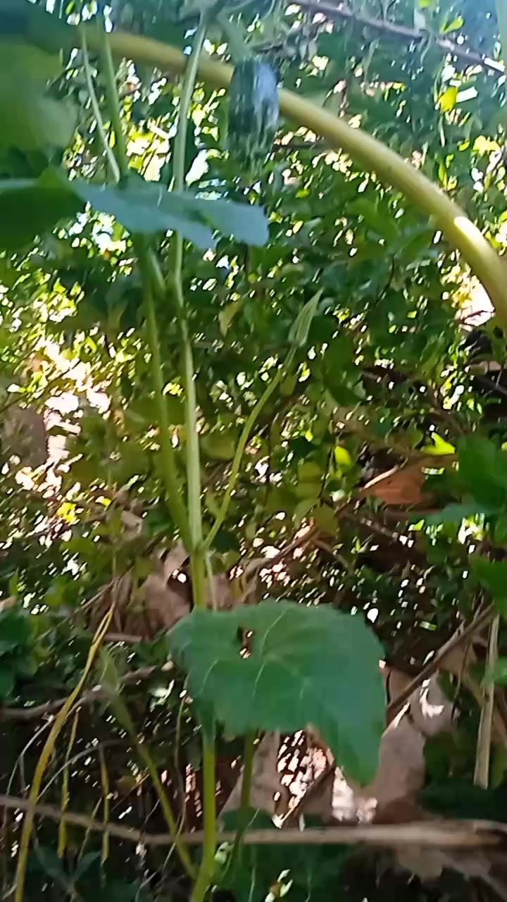 @Antônia Martins