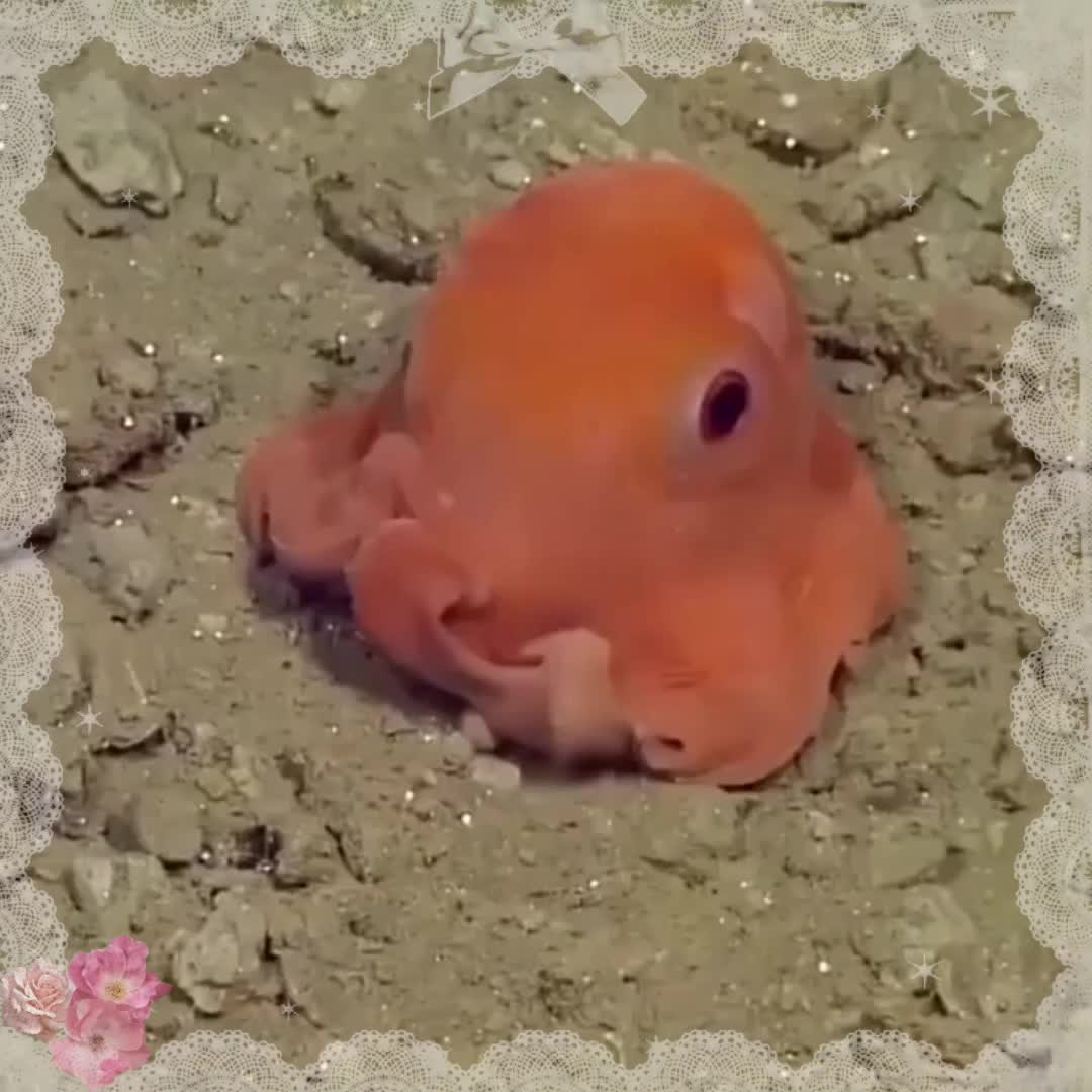 @kolpii🥽💤🐙