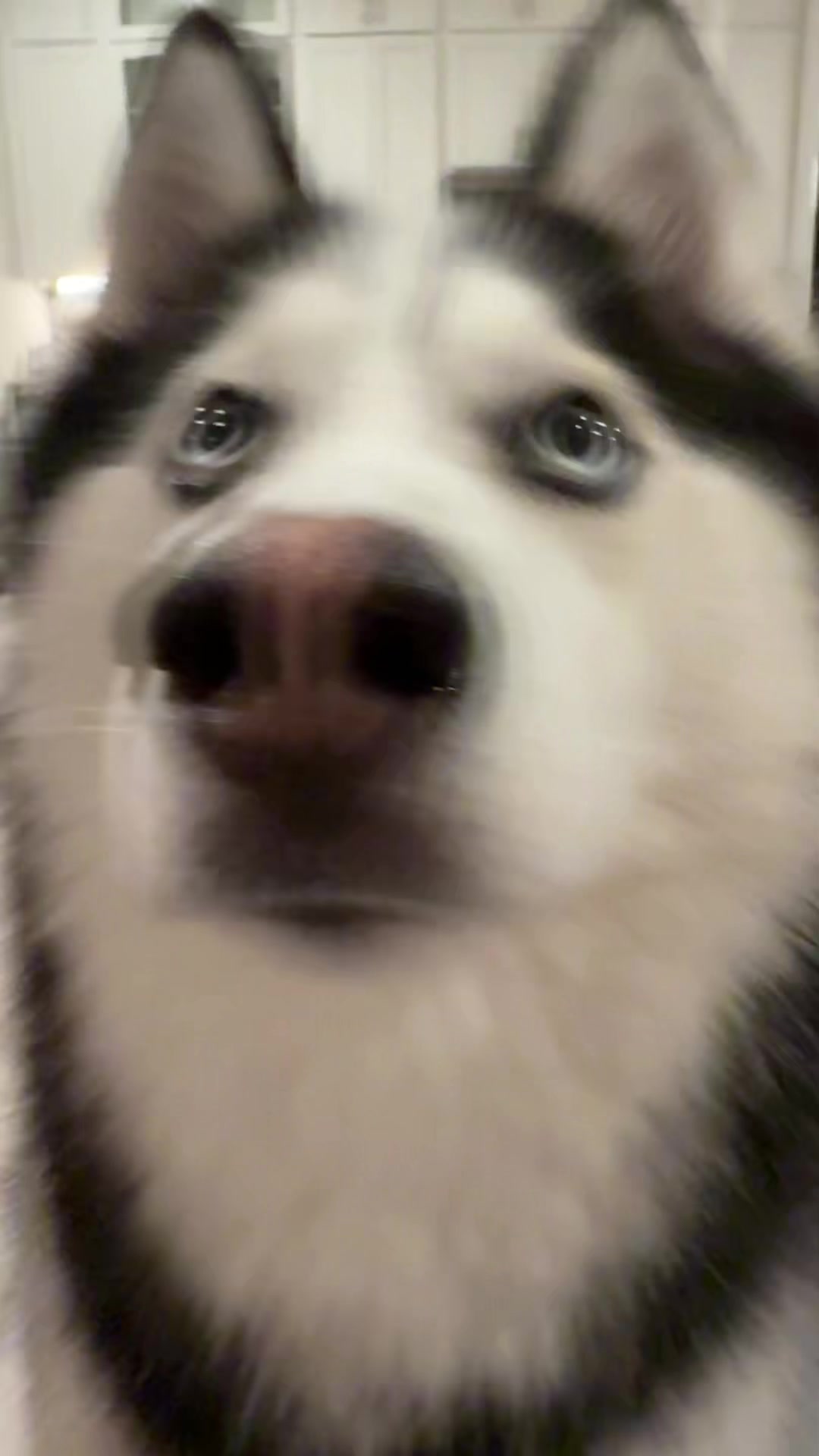 @Husky_mom