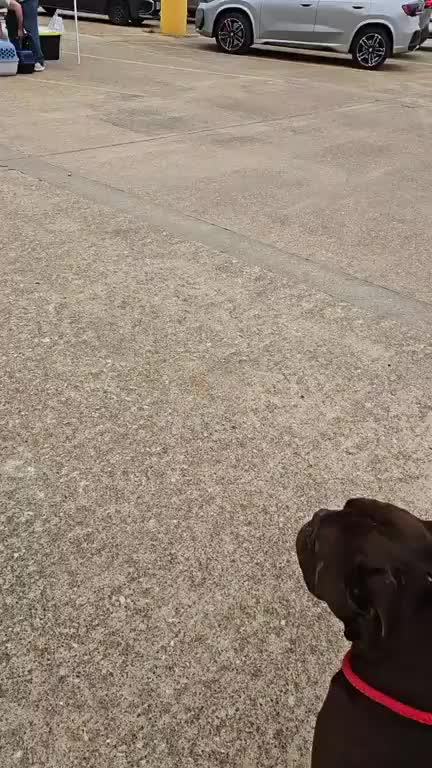 @Barking Mad Animal Refuge
