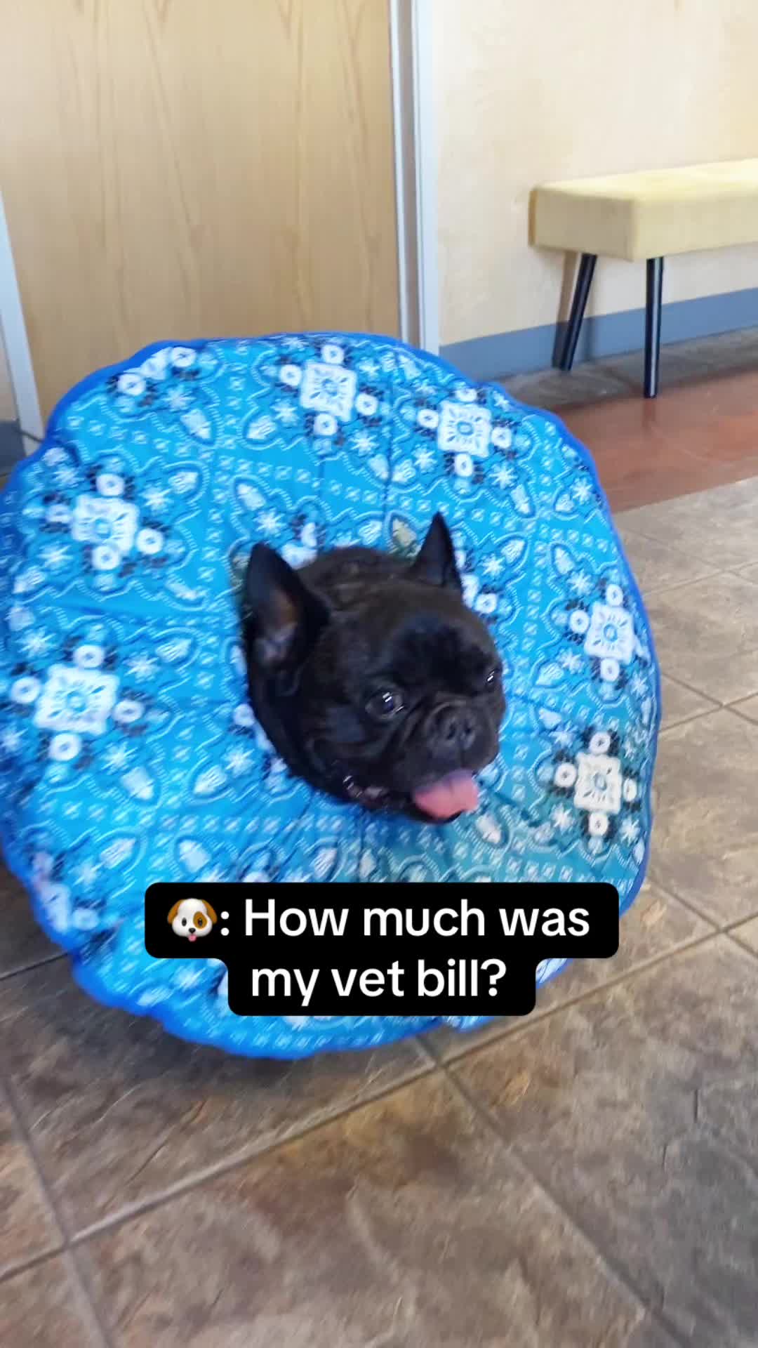 @Bruno the Frenchie