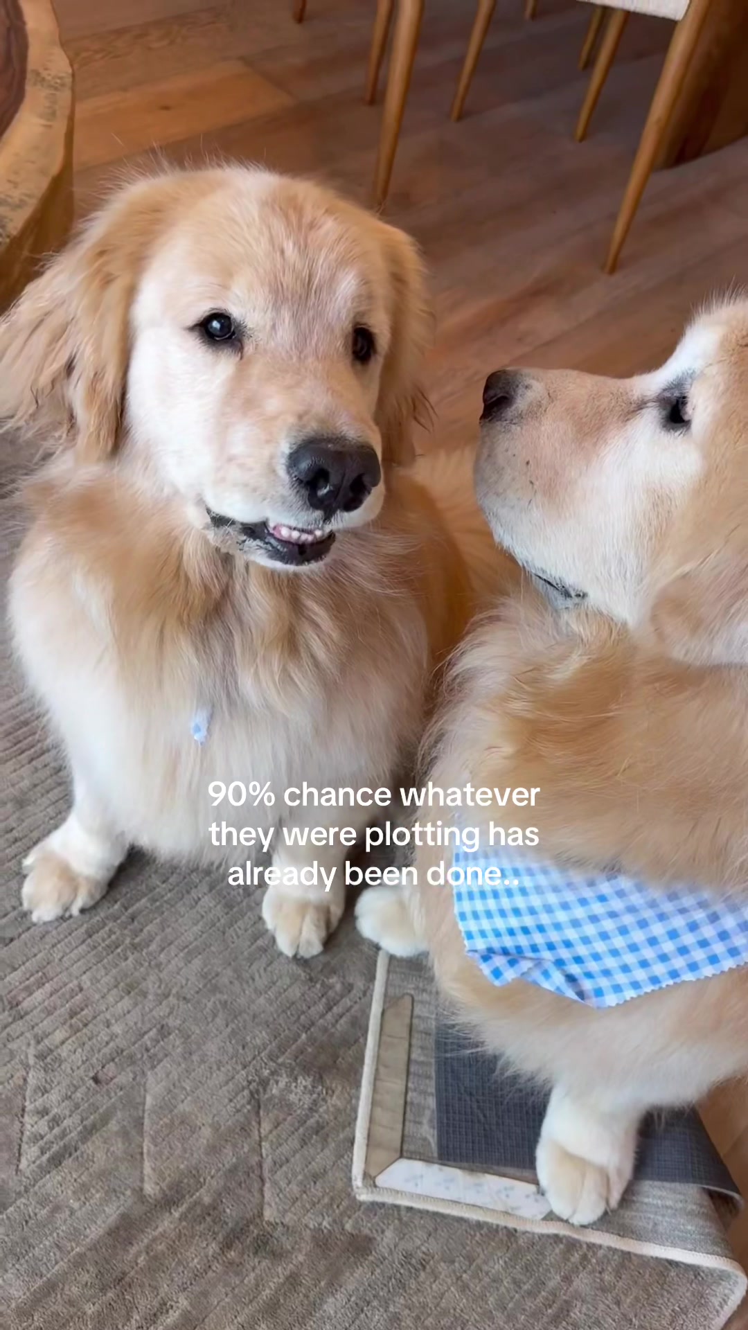 @Chase n Chester