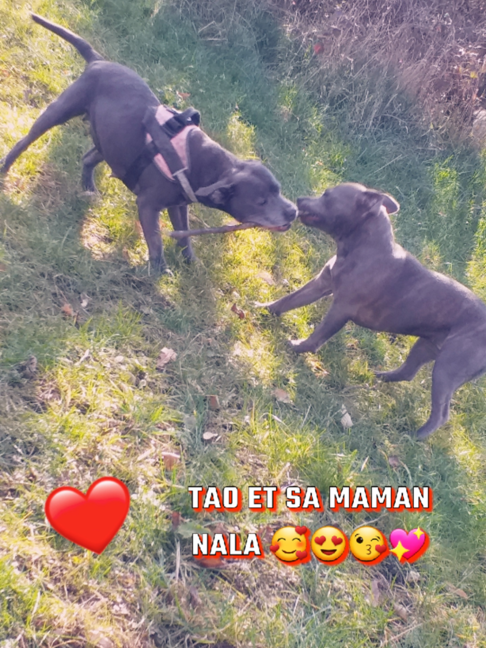 @RIMA et sa tribu 🐶🐱🐱🐱