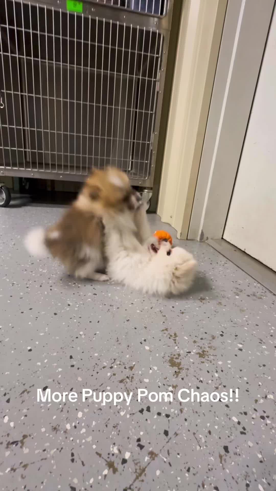 @AbandonedAnimalRescue