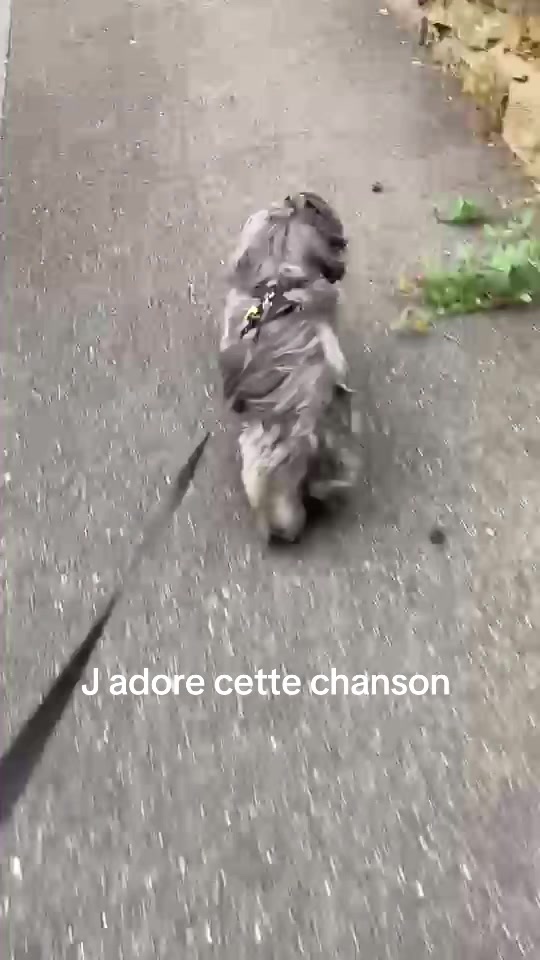 @SOCRATE 🐶🇮🇹🇮🇹