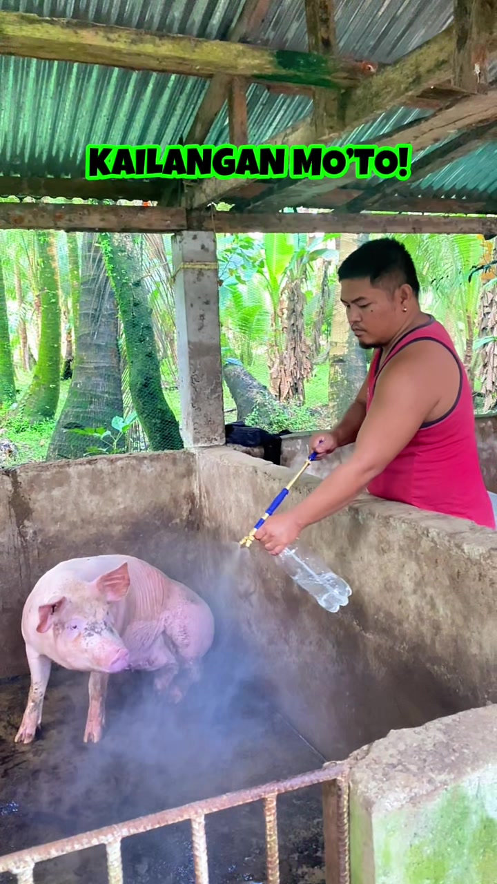 @Marj Pig Farm Vlogs