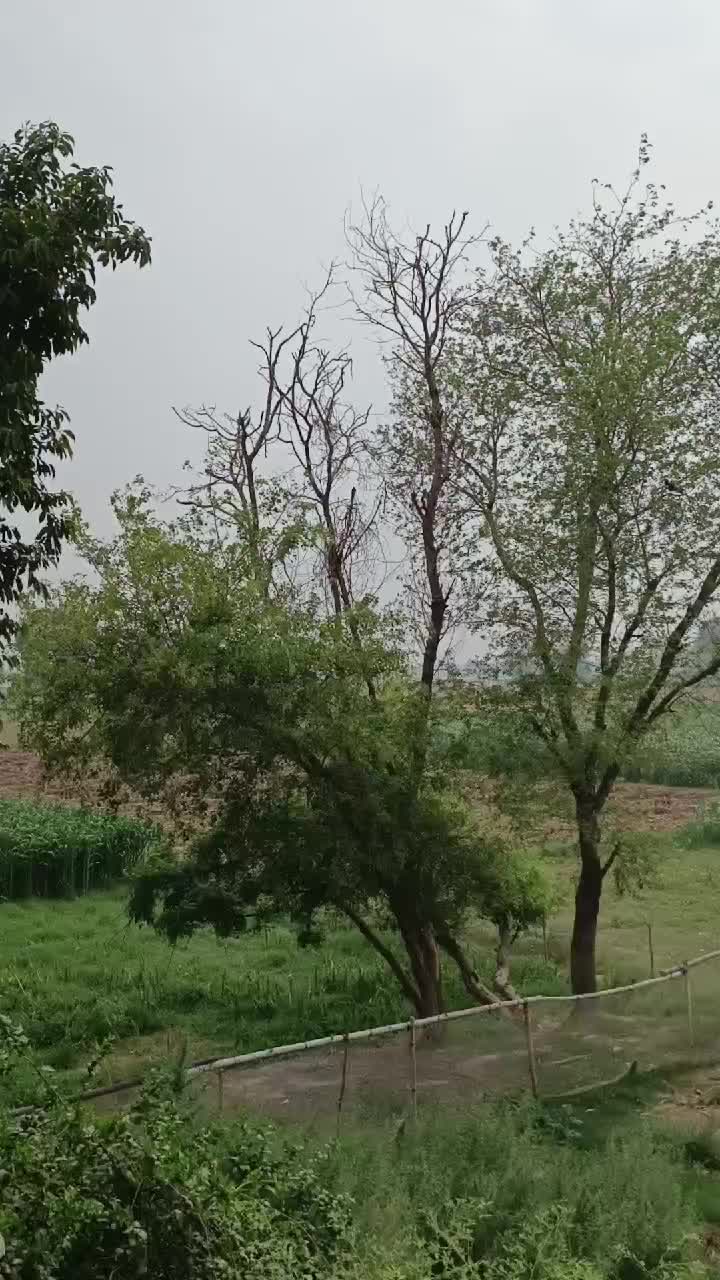 @Pakistan Kisan T.V
