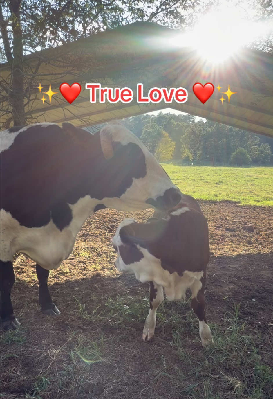 @Georgia Farm Girl