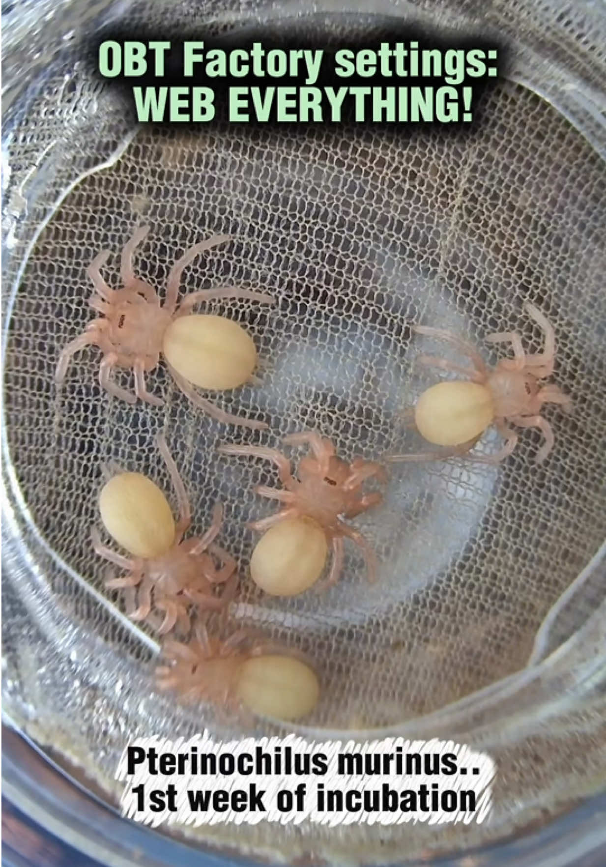 @Spider Conservatory