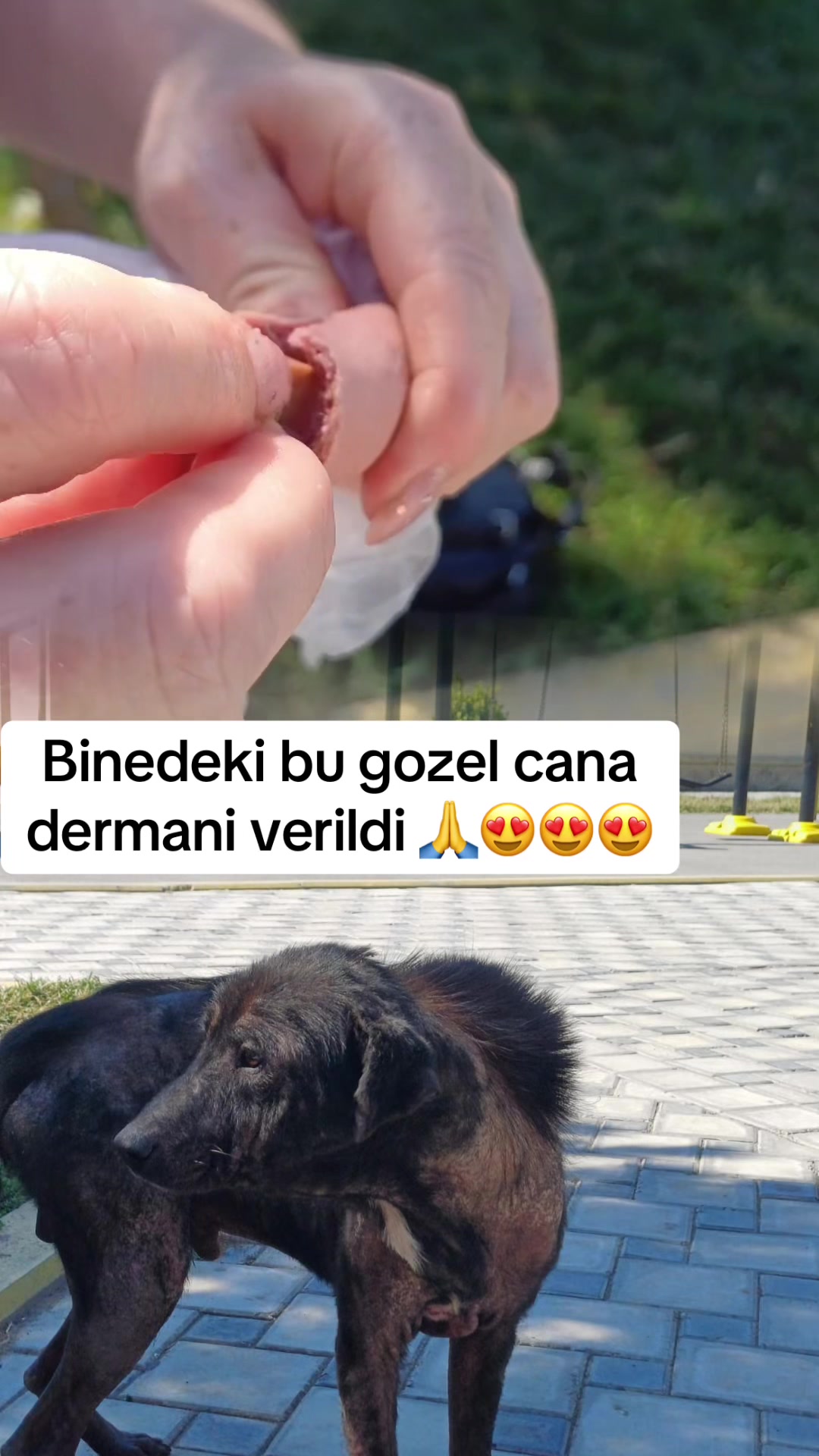 @animals_777