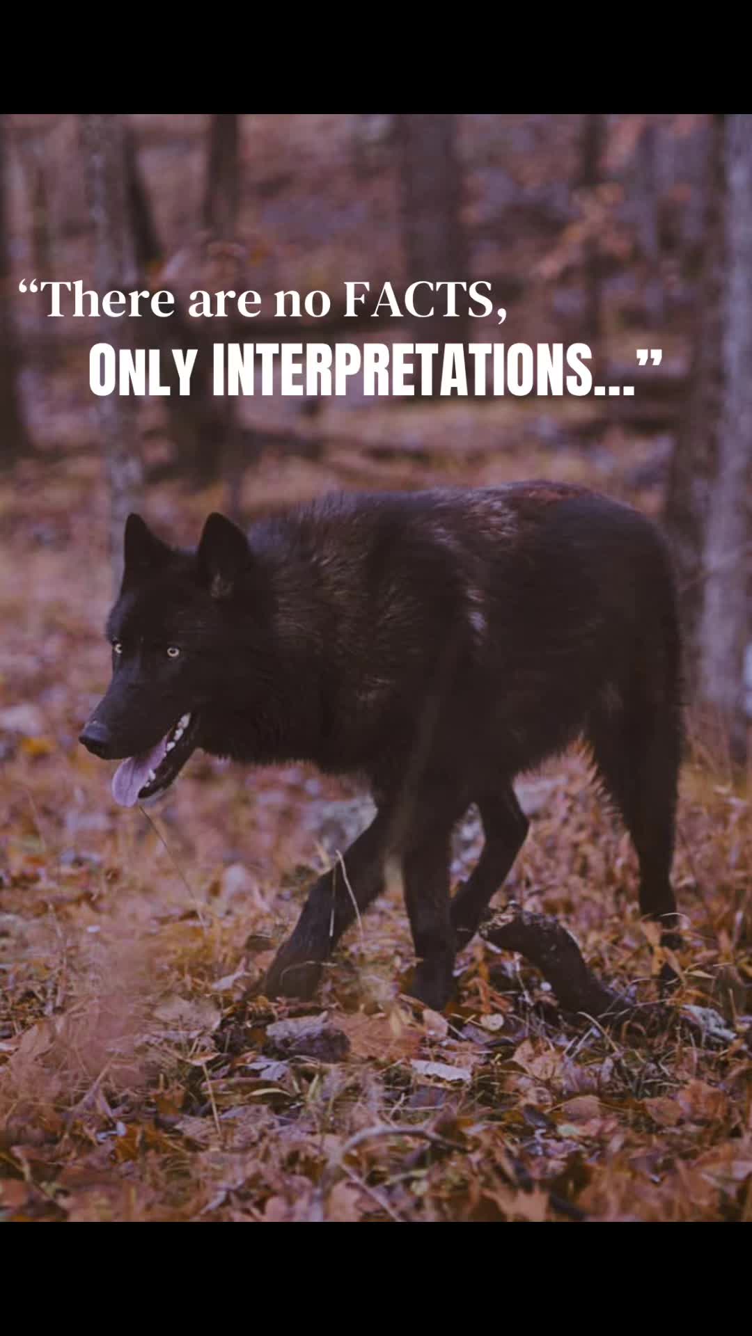 @🪬Conscious_LoneWolf🐺