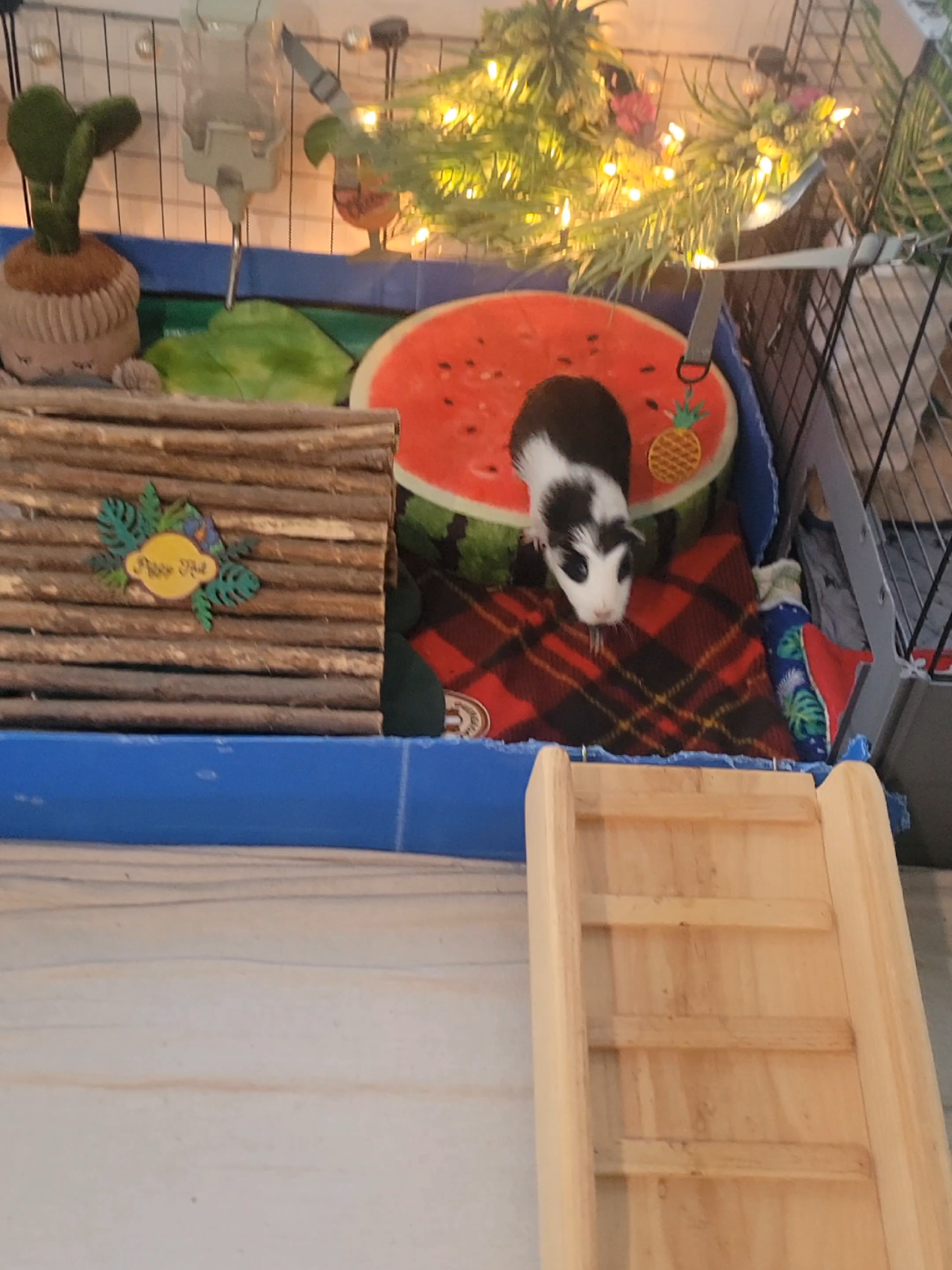 @Dunkin & Donut the guinea pigs